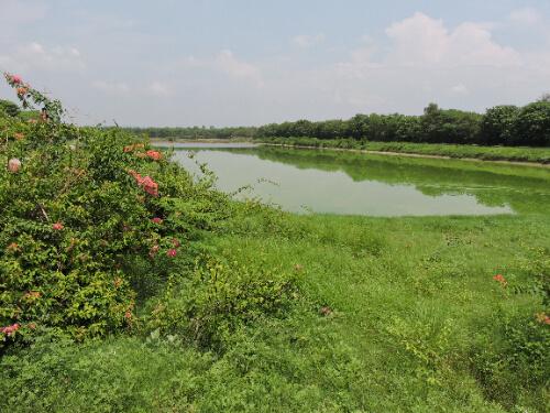 Escort Service at Dhanas